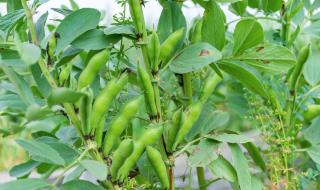 如何种植蚕豆 蚕豆的种植方法